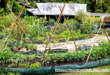 Permaculture Garden